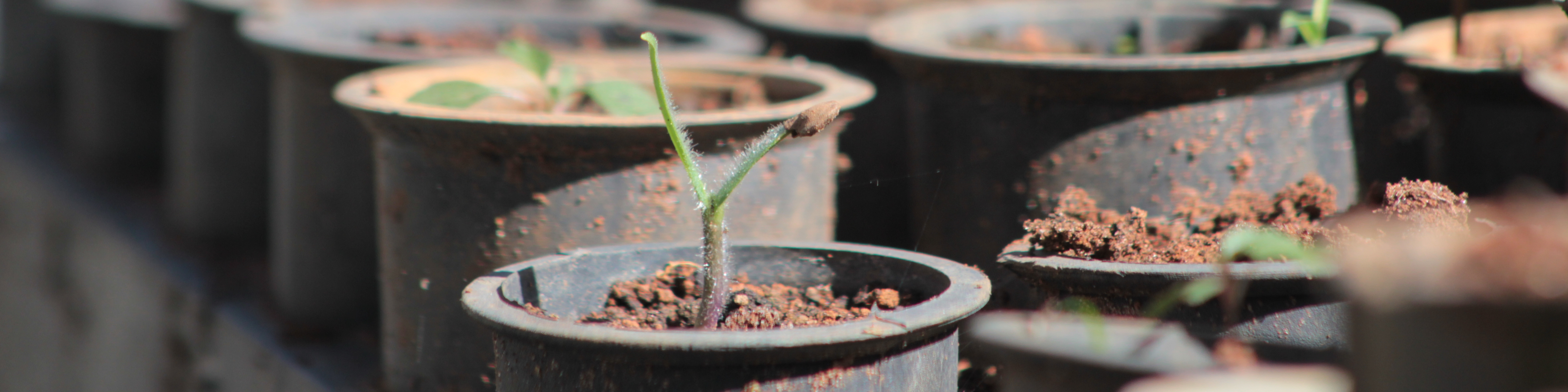 Plantula Lobeira